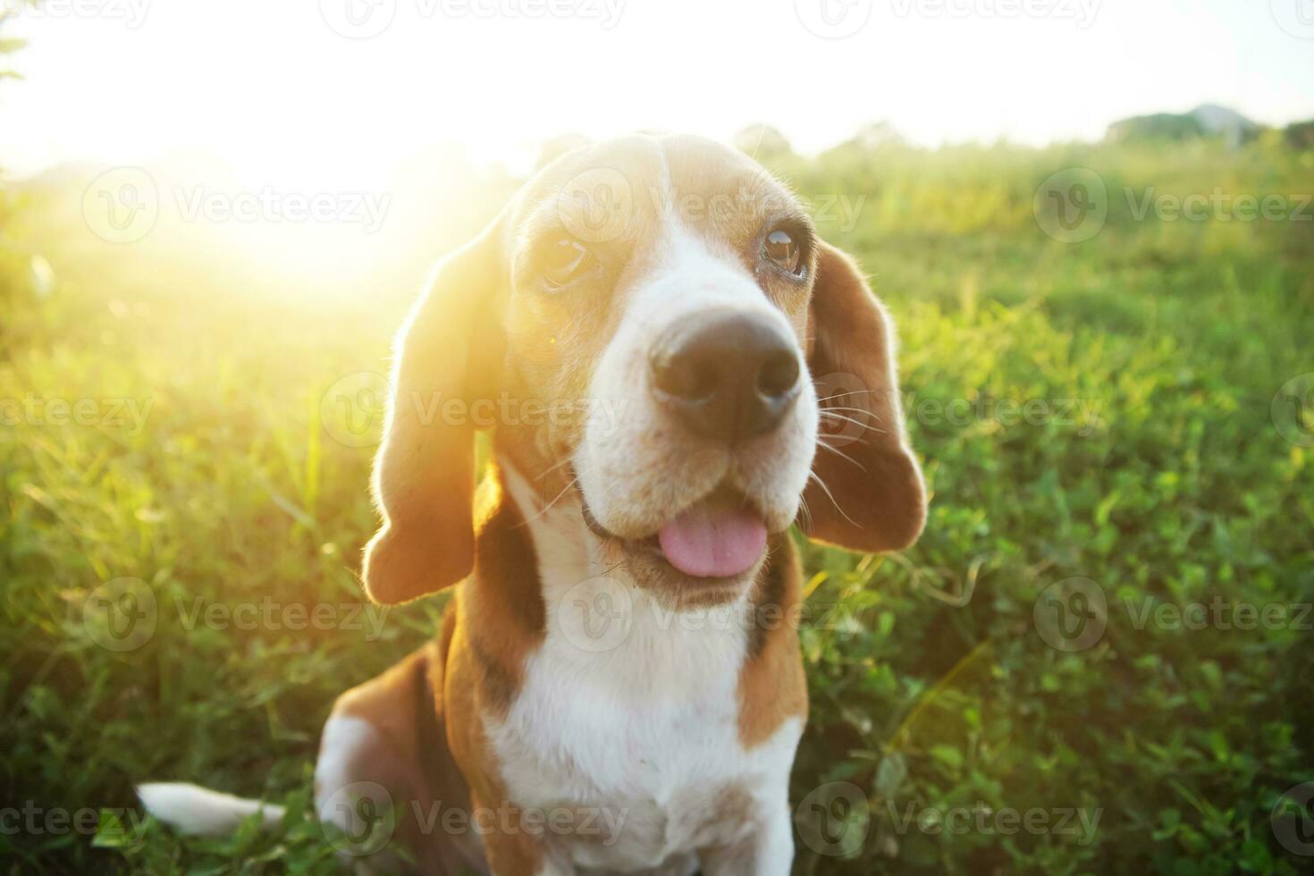 ritratto di carino tricolore beagle cane seduta su il erba campo con luce del sole copertina su ,messa a fuoco su occhio con un' superficiale profondità di campo. foto