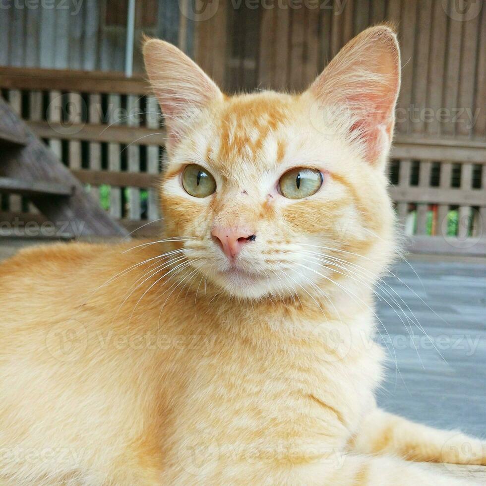 un' Zenzero gatto atterraggio su il pavimento. foto