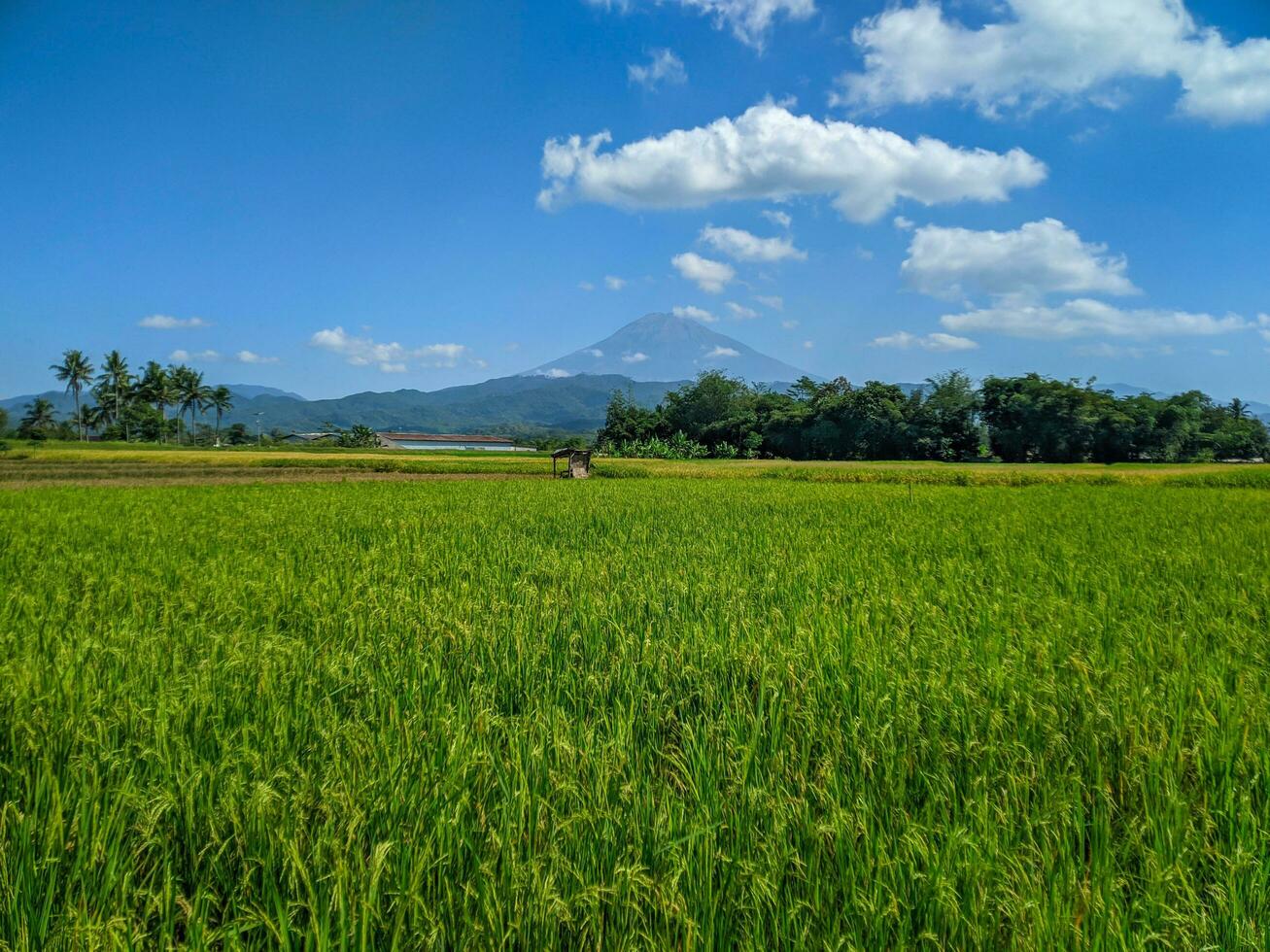 verde riso azienda agricola paesaggio contro blu cielo e montagne foto