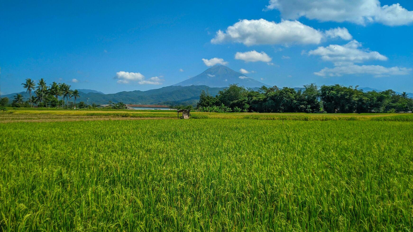 verde riso azienda agricola paesaggio contro blu cielo e montagne foto