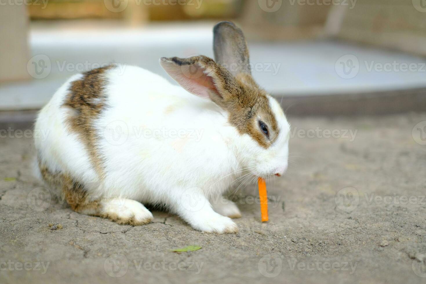 un' coniglio mangia un' carota. foto