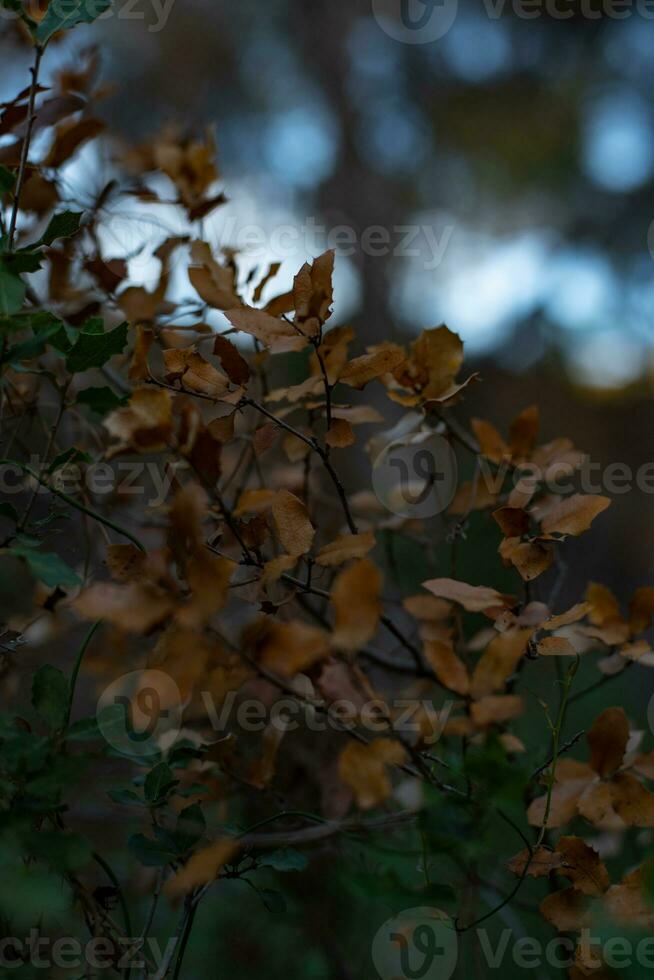 le foglie di selvaggio foresta impianti quello modificare colore come un' cartello di entrata autunno. foto