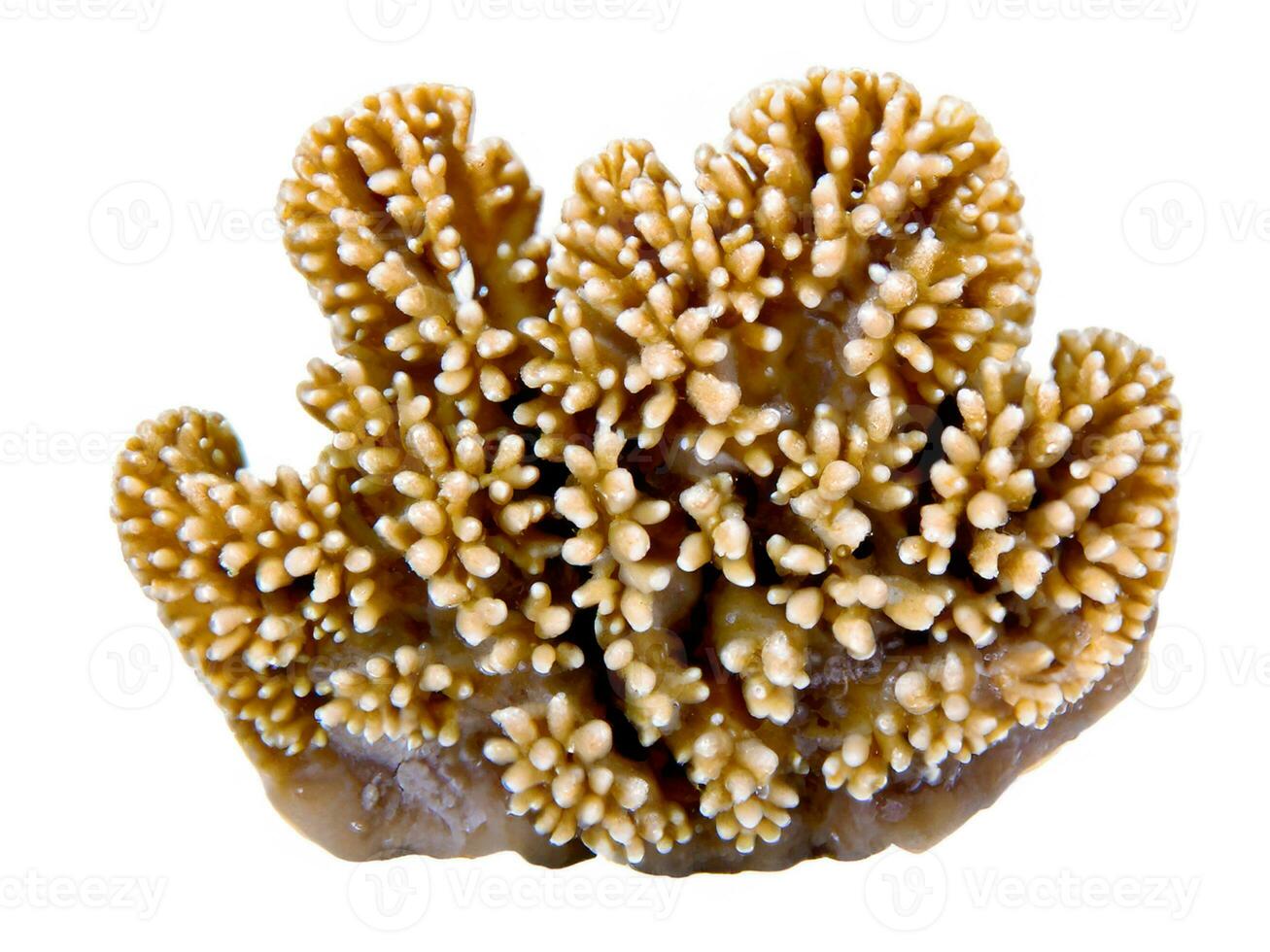 corallo su un' bianca sfondo foto