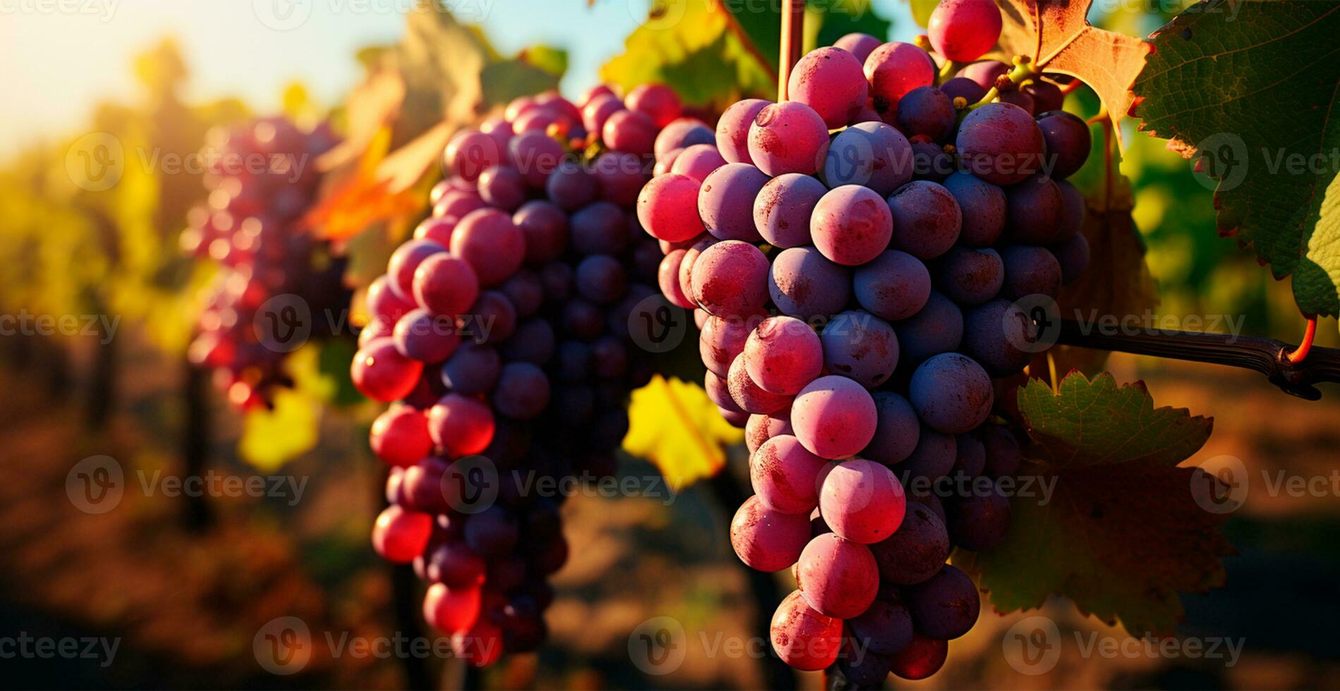 ai generato vino vigneto, avvicinamento uva, futuro vino - ai generato Immagine foto