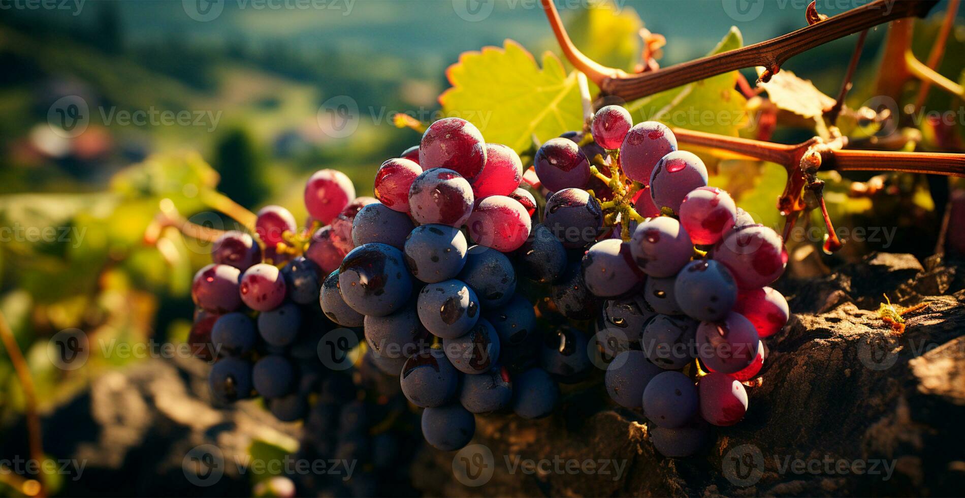 ai generato vino vigneto, avvicinamento uva, futuro vino - ai generato Immagine foto