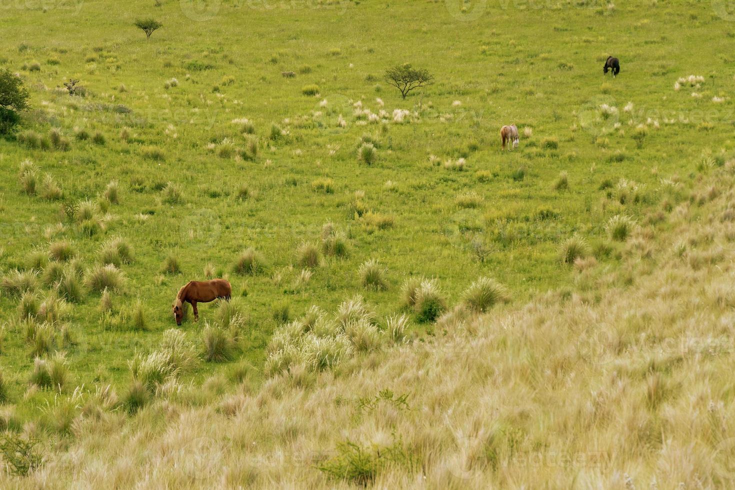 paesaggio di tre cavalli al pascolo nella valle di montagna foto