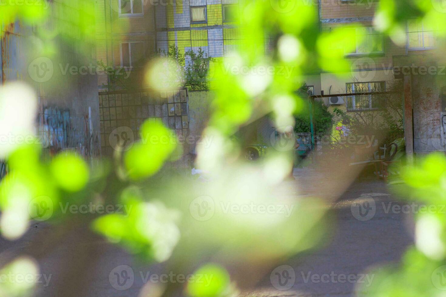 bianca fiori ciliegia albero. fiori ciliegia albero sbocciato. miele e medicinale impianti Ucraina. fioritura frutta alberi. foto