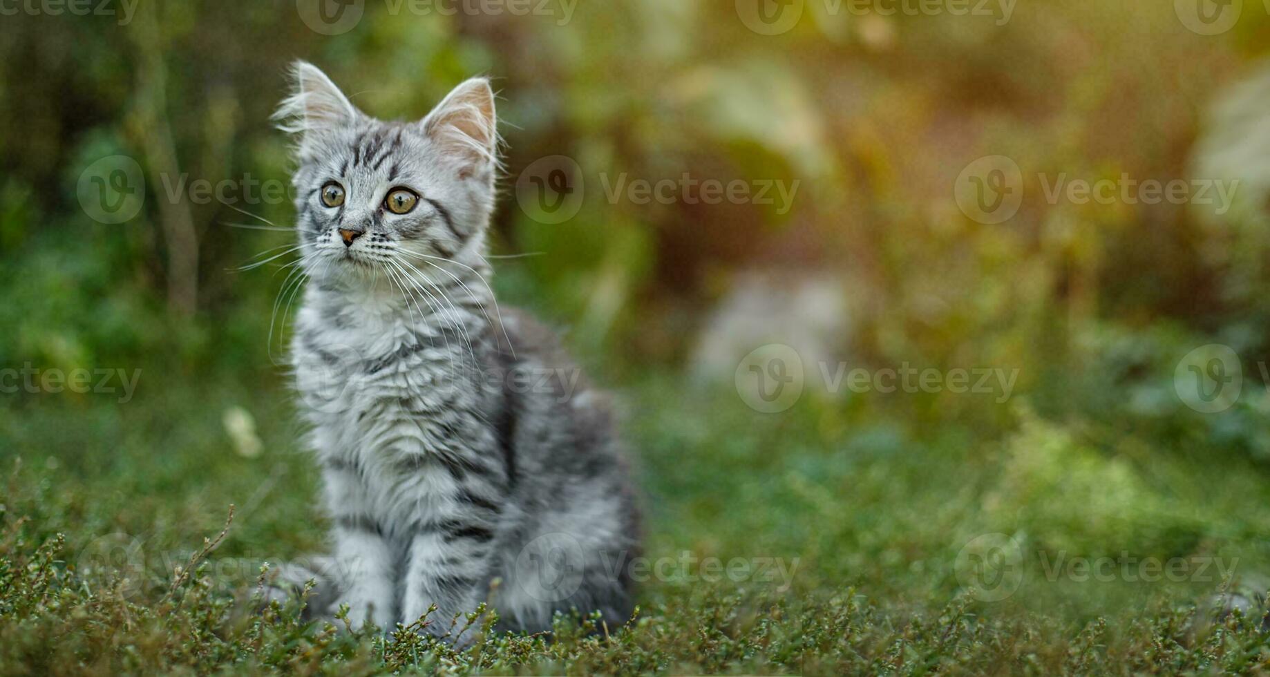 poco grigio impaurito gattino per il primo tempo su il strada. foto