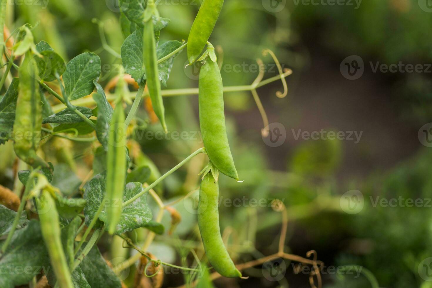 pisum sativum, pisello, giardino piselli nel il giardino. giovane pisello germogli. pisello baccello su cespuglio avvicinamento. vegetariano cibo. foto