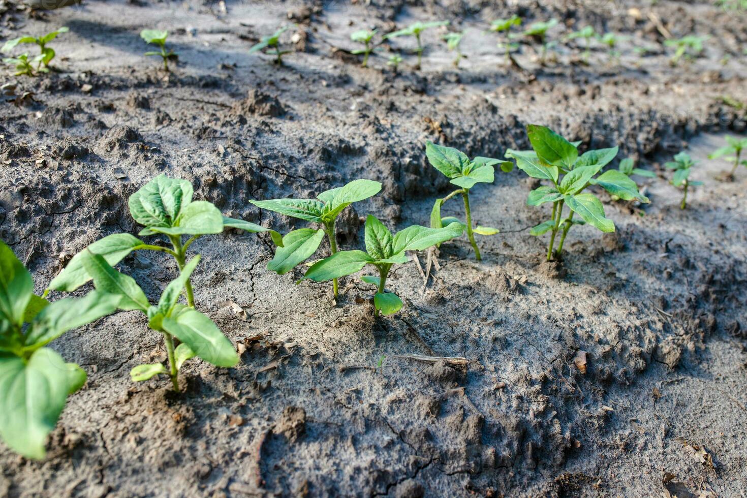 girasole germogli in crescita su a partire dal suolo su un' fattoria biologico campo. industriale coltivazione di girasoli nel caldo regioni per olio produzione, pollame alimentazione foto