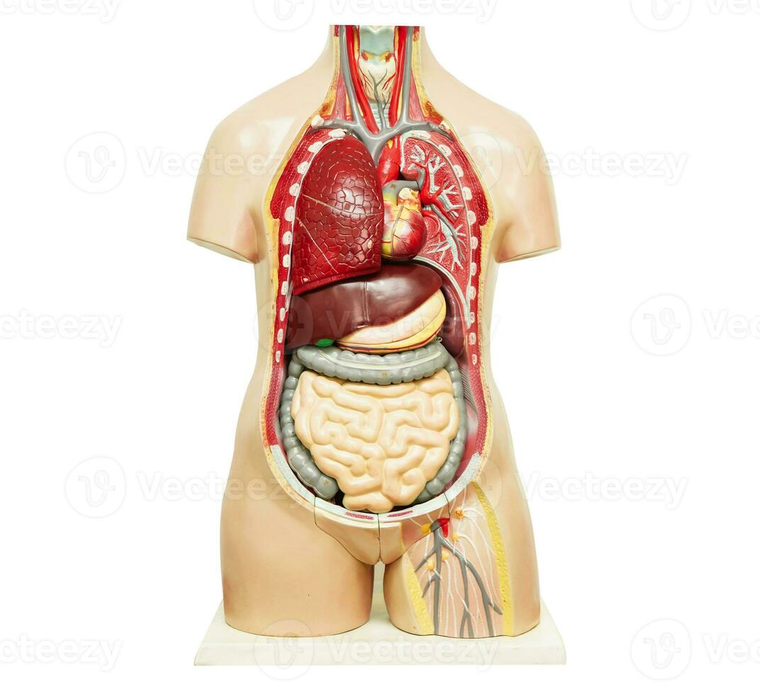 umano corpo anatomia organo modello isolato su bianca sfondo con ritaglio sentiero per studia formazione scolastica medico corso. foto