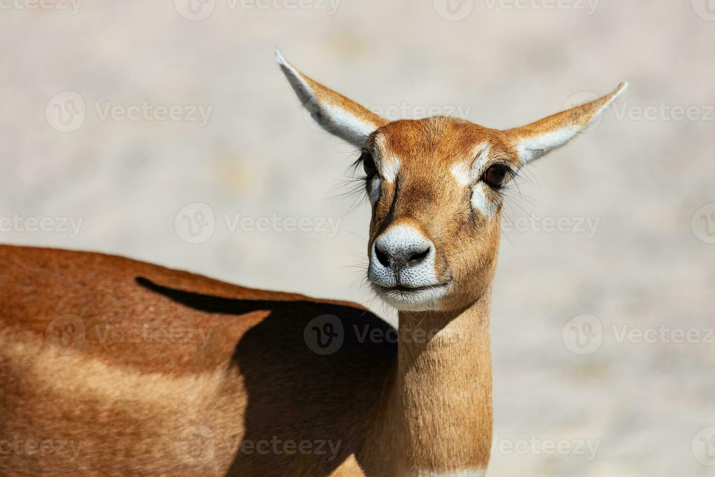 blackbuck e antilope indiana. mammifero e mammiferi. mondo terrestre e fauna. fauna selvatica e zoologia. foto