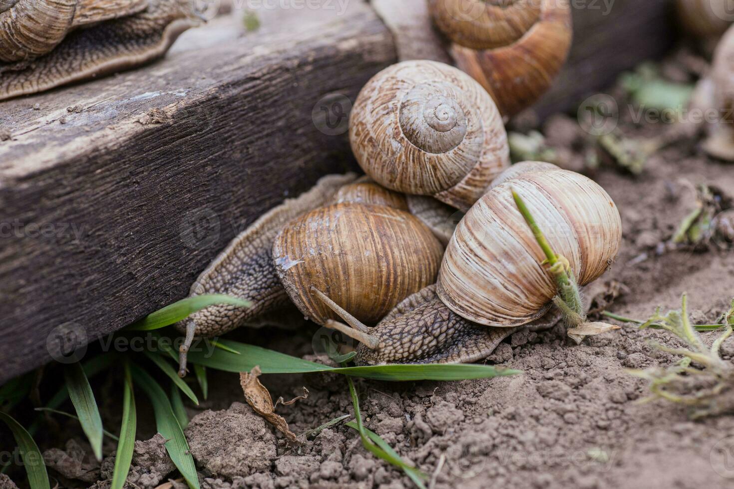 mazzo di raccolte a mano uva lumache, estate giorno nel giardino. uva lumaca azienda agricola per ristoranti. commestibile lumaca o lumache, è un' specie di di grandi dimensioni, commestibile, respirazione d'aria terra su di legno tavola. foto