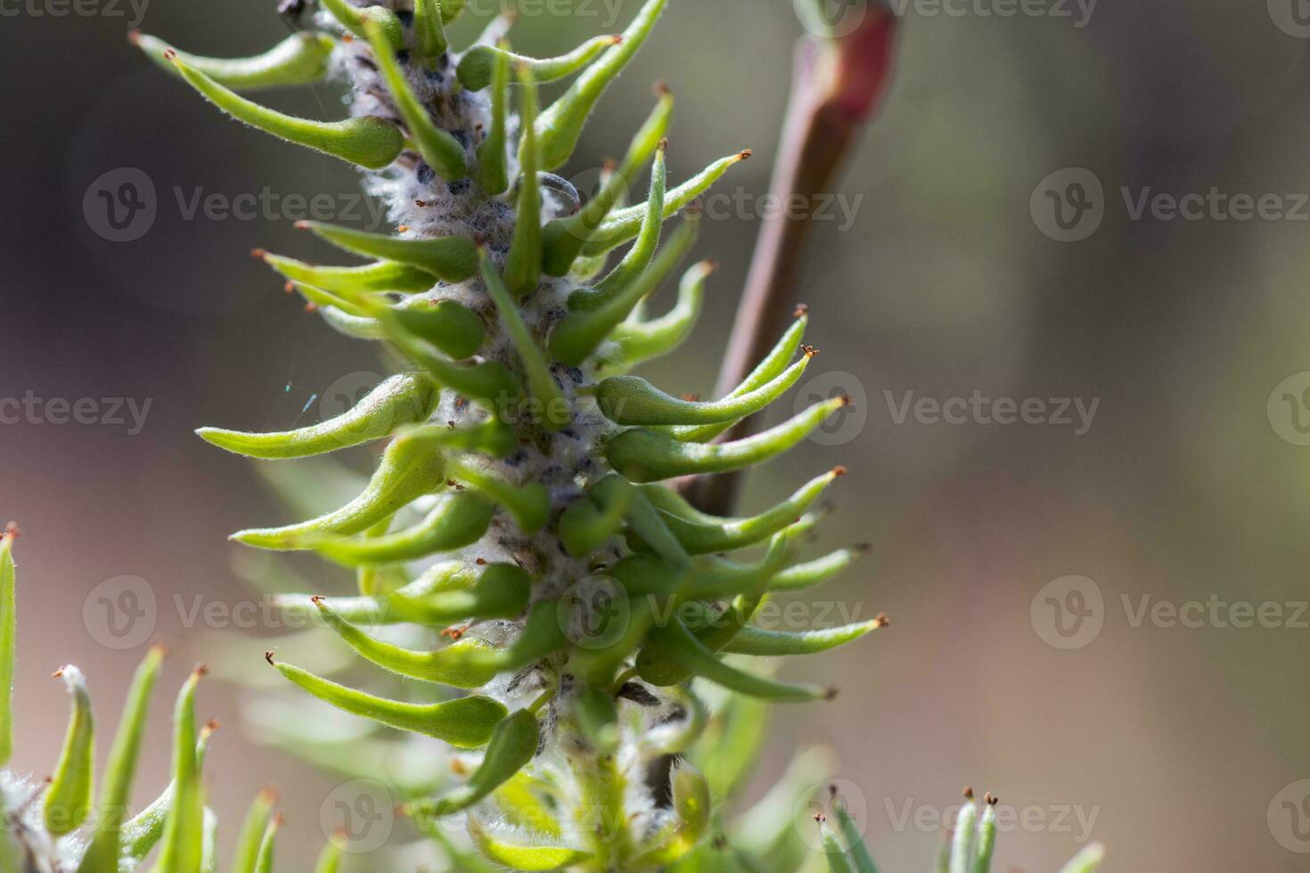 aumentato fioritura infiorescenze femmina fioritura amento o amento su Salix alba bianca salice nel presto primavera prima il le foglie. raccogliere polline a partire dal fiori e mini cuffie. foto