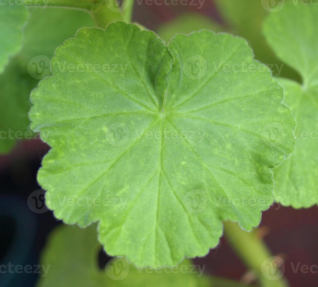 foglia di geranio verde foto