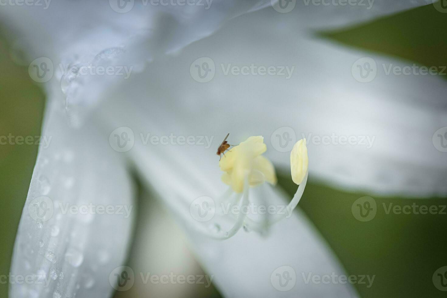 ospite, hosta, piantaggine gigli, giboshi bianca fiore con far cadere macro Visualizza. sfondo a partire dal hosta le foglie. perenne. foto