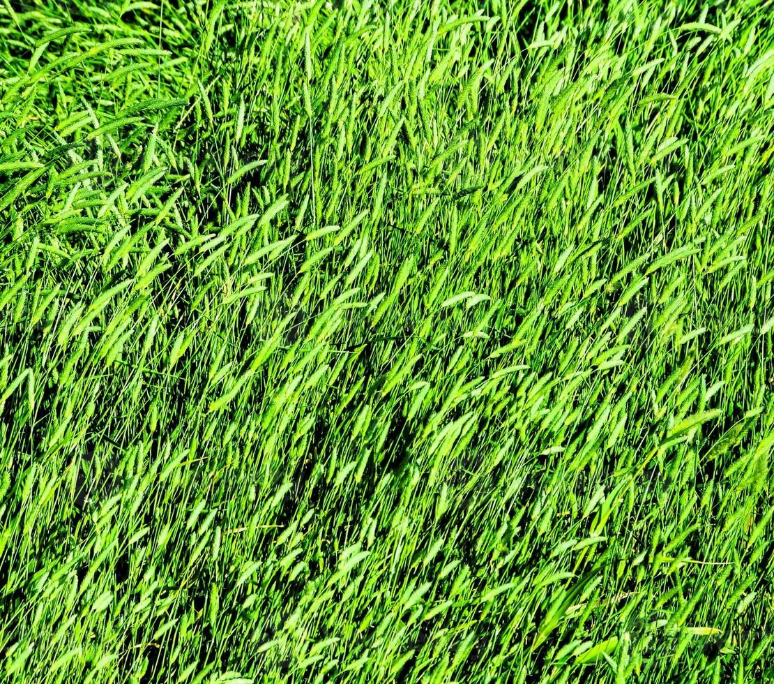 un' vicino su di un' campo di erba foto