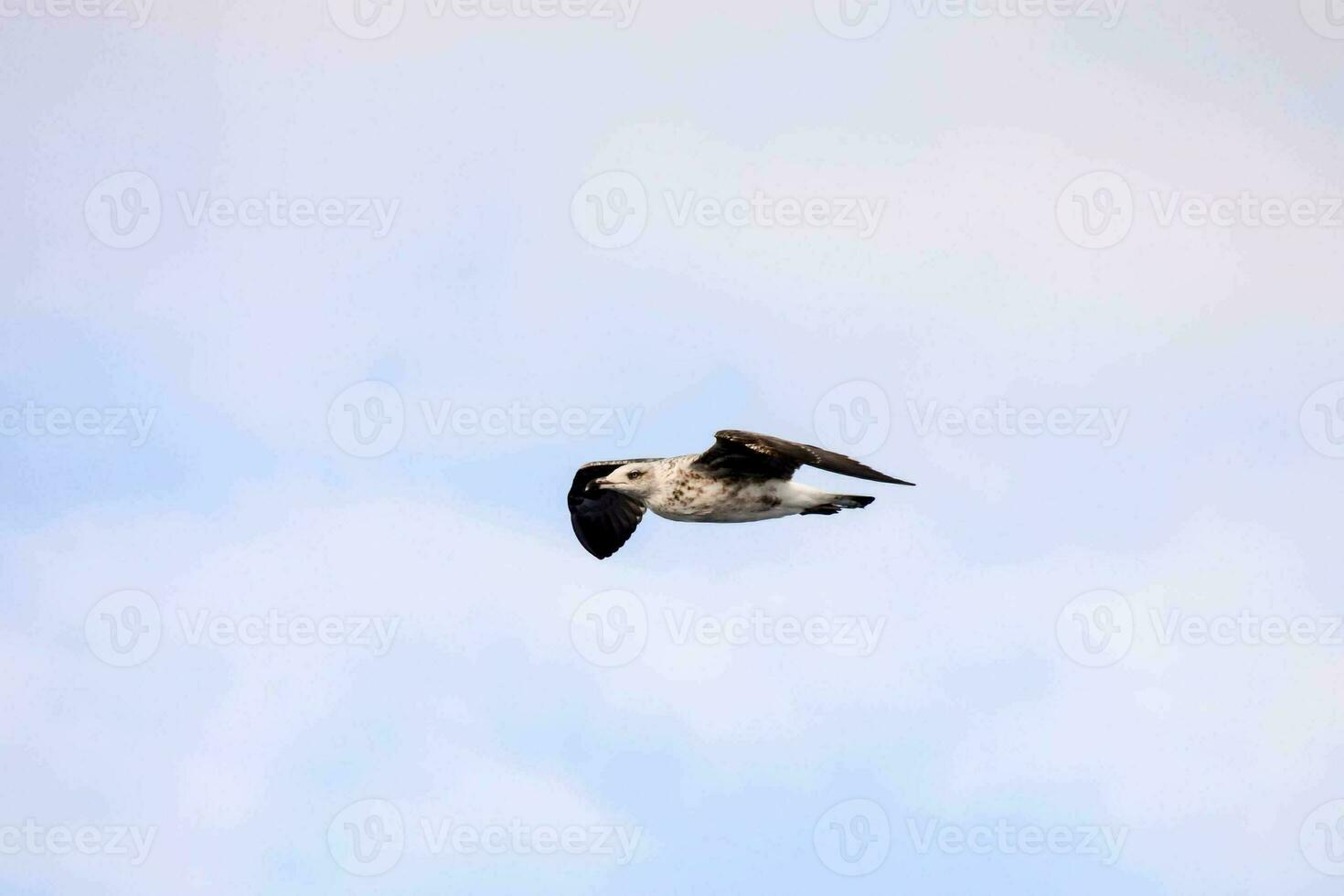 un' uccello volante nel il cielo foto