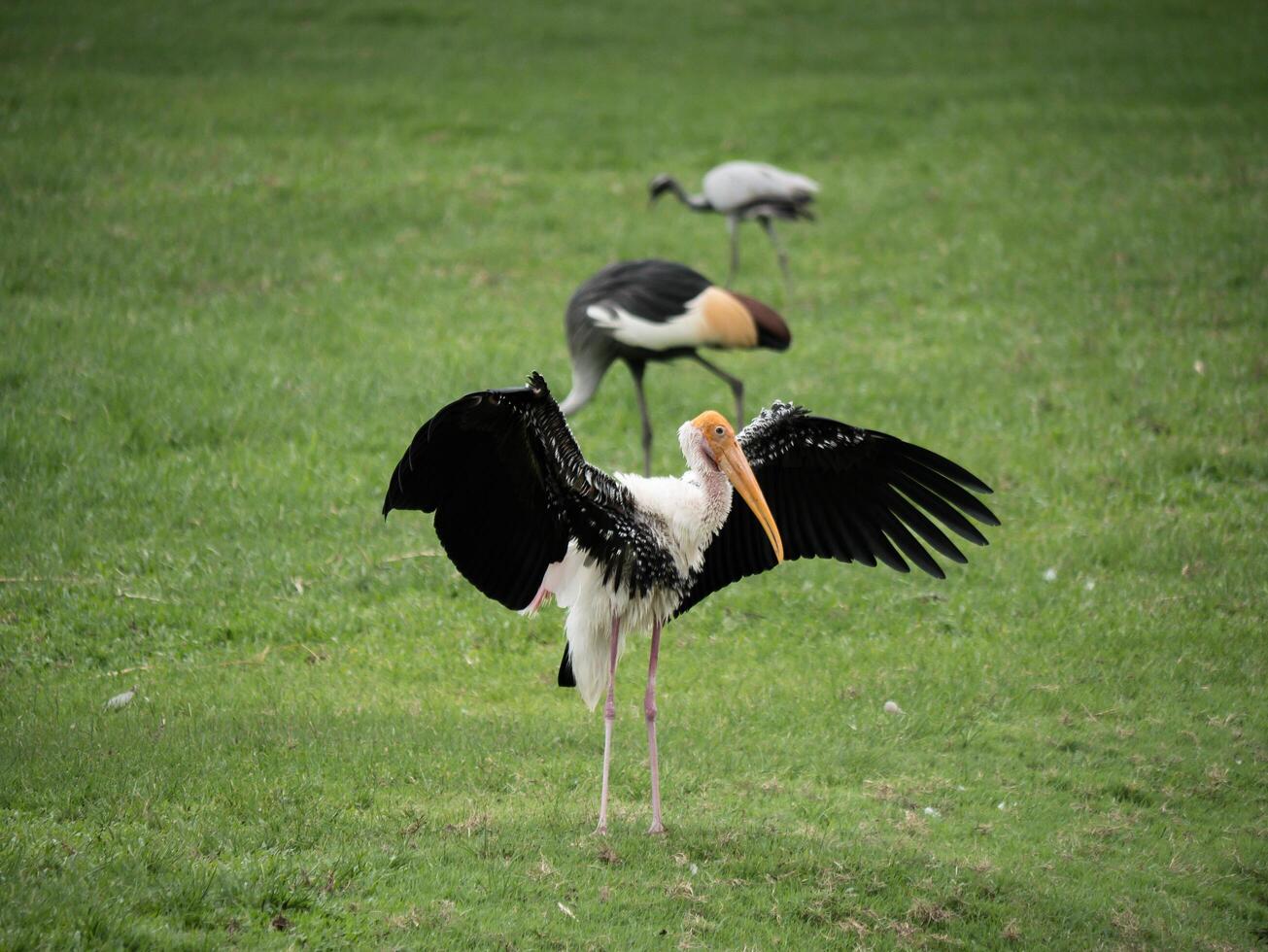 una cicogna bianca che guarda in un prato. foto