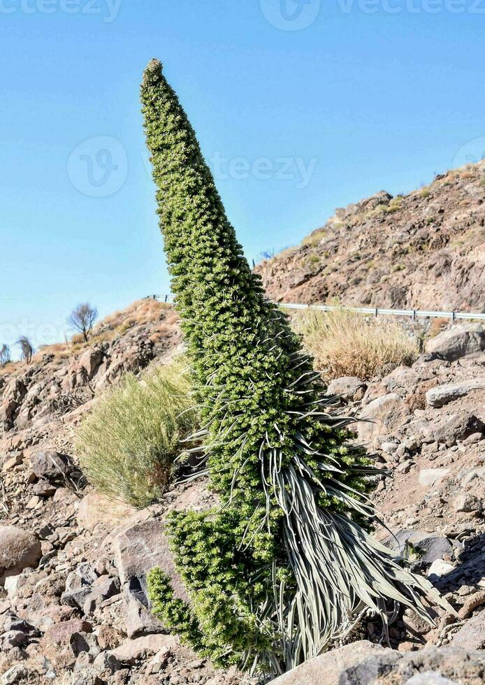 un' alto pianta in crescita nel il deserto foto