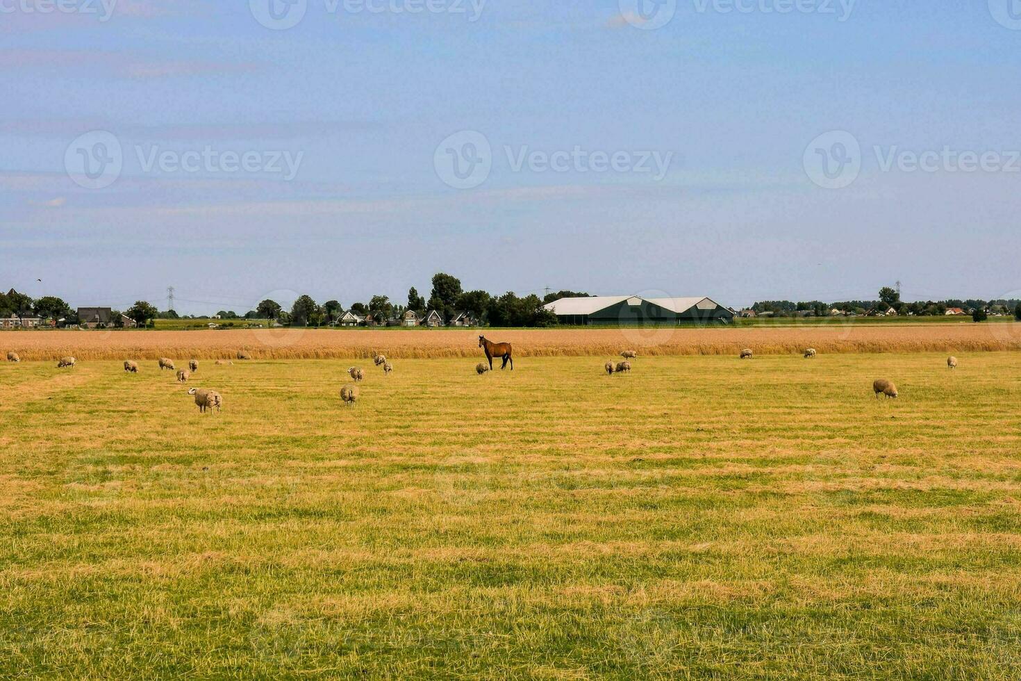 pecora nel un' campo con un' cavallo nel il sfondo foto