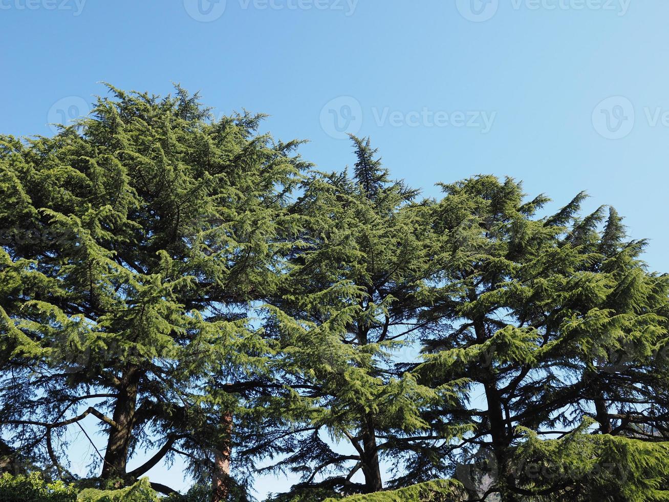 pino o pinus pinaceae alberi sopra il cielo blu foto