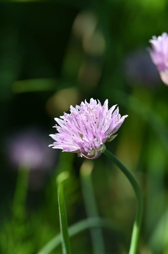 erba cipollina, viola fiori, verde foglie, giardino, fiori, fiori, fiori, fiori, foto