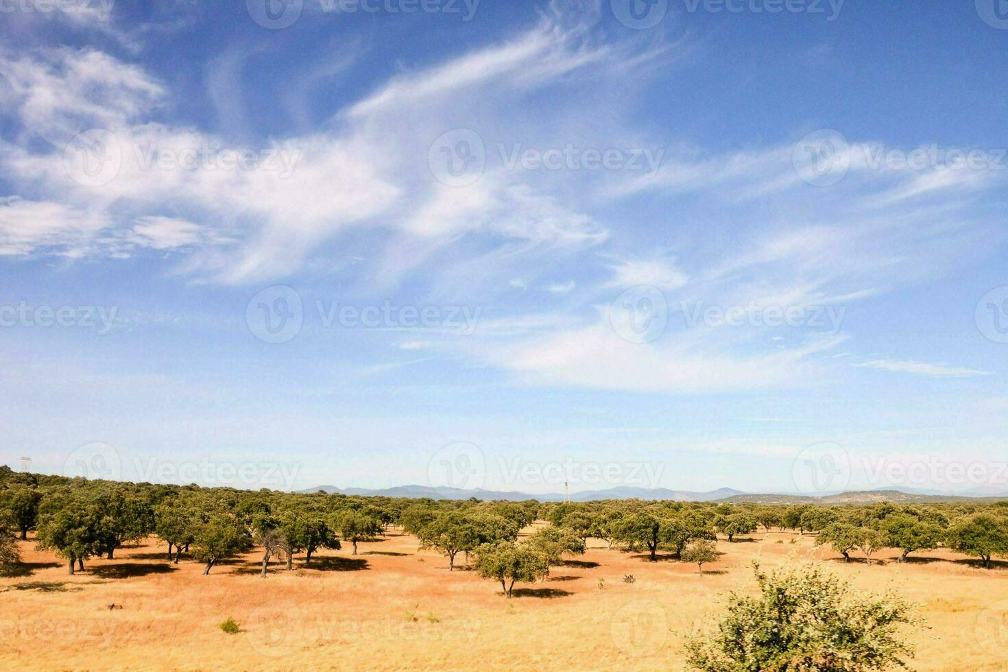 un' campo con alberi e un' blu cielo foto