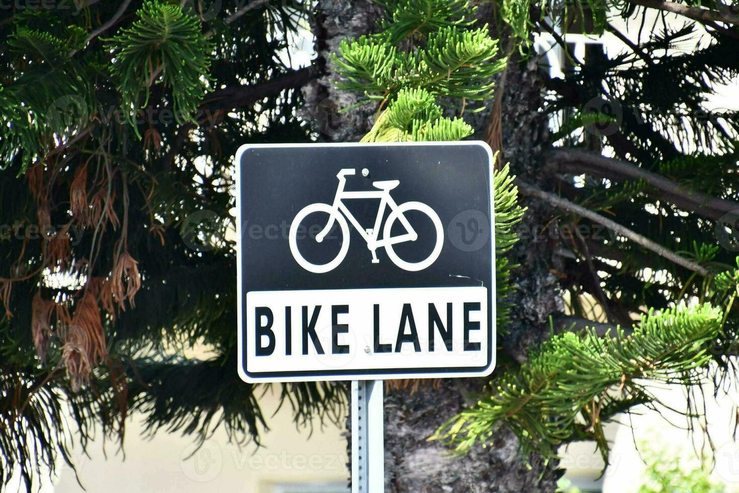 un' bicicletta corsia cartello è mostrato nel davanti di un' albero foto