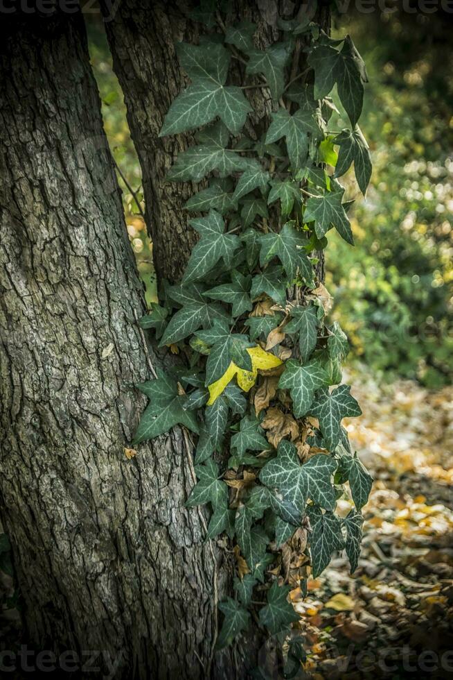 verde edera su un' albero nel un' foresta nel autunno foto