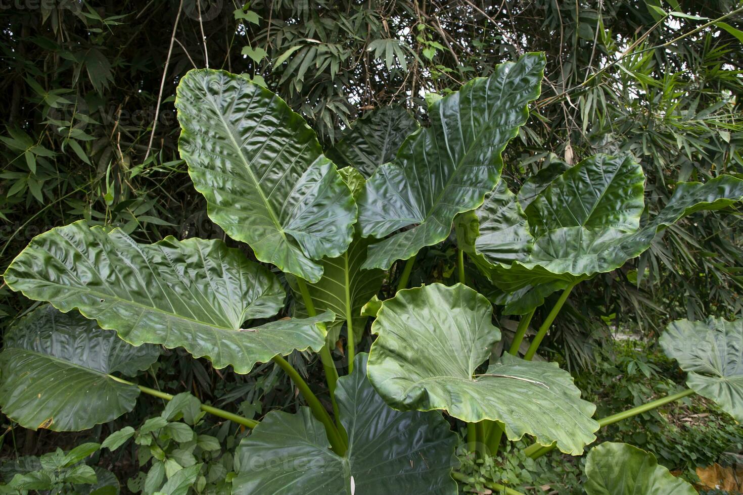 verde alocasia o elefante orecchio albero pianta naturale struttura sfondo foto