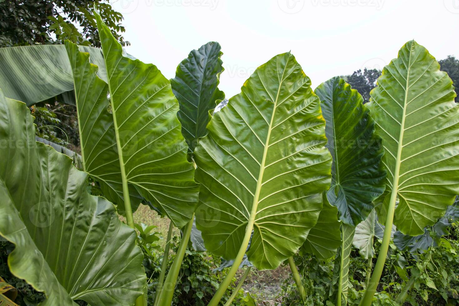 verde alocasia o elefante orecchio albero pianta naturale struttura sfondo foto