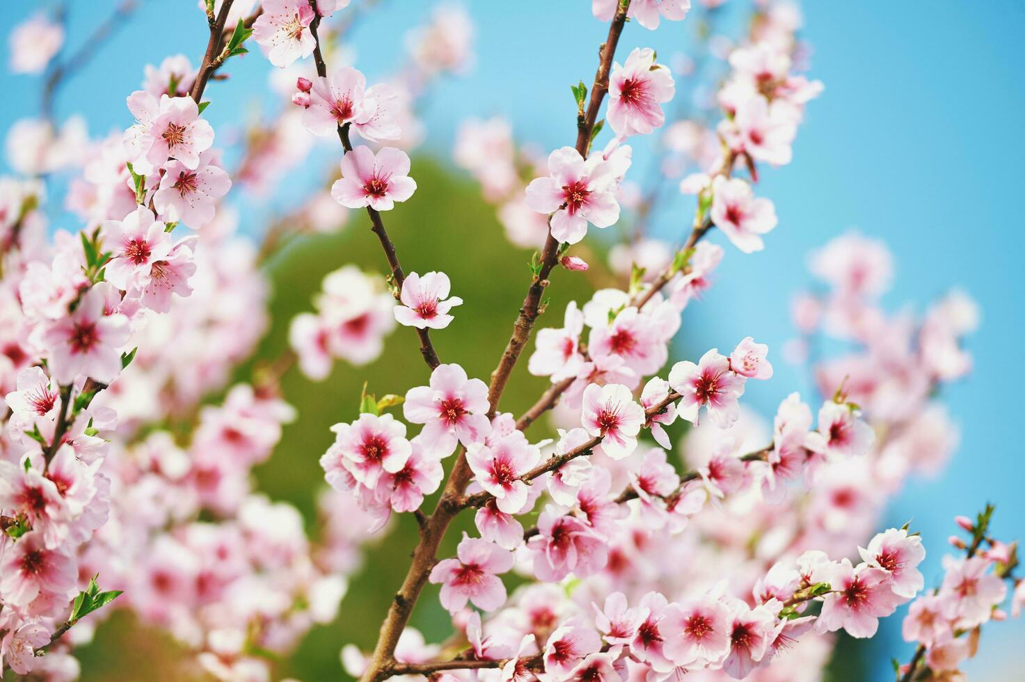 naturale sfondo con fioritura Mela. o pesca albero contro luminosa blu cielo, primavera foto