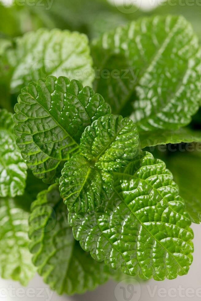 avvicinamento foto di pilea nummularifolia le foglie