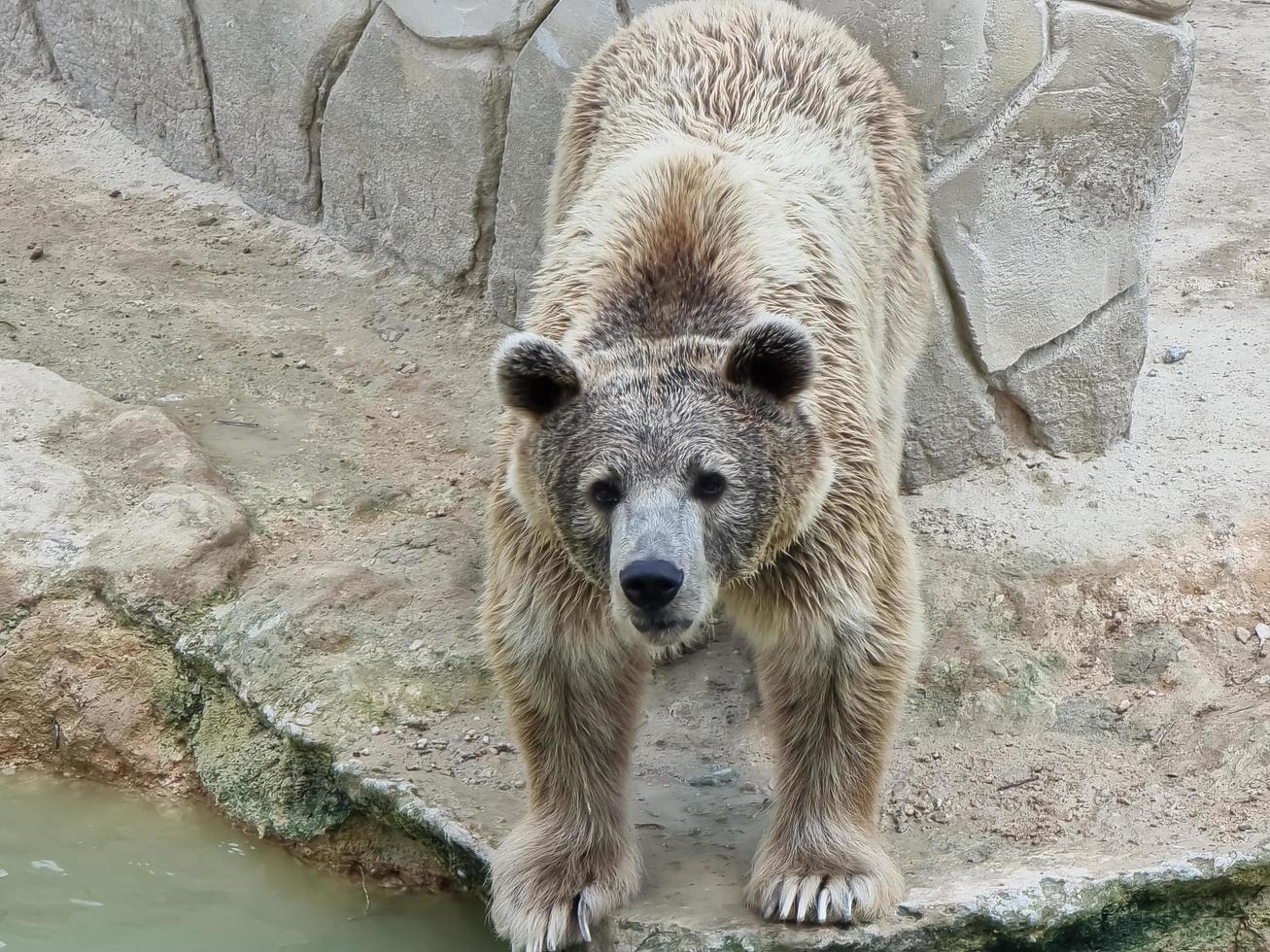 orso grizzly sulla terra da vicino foto