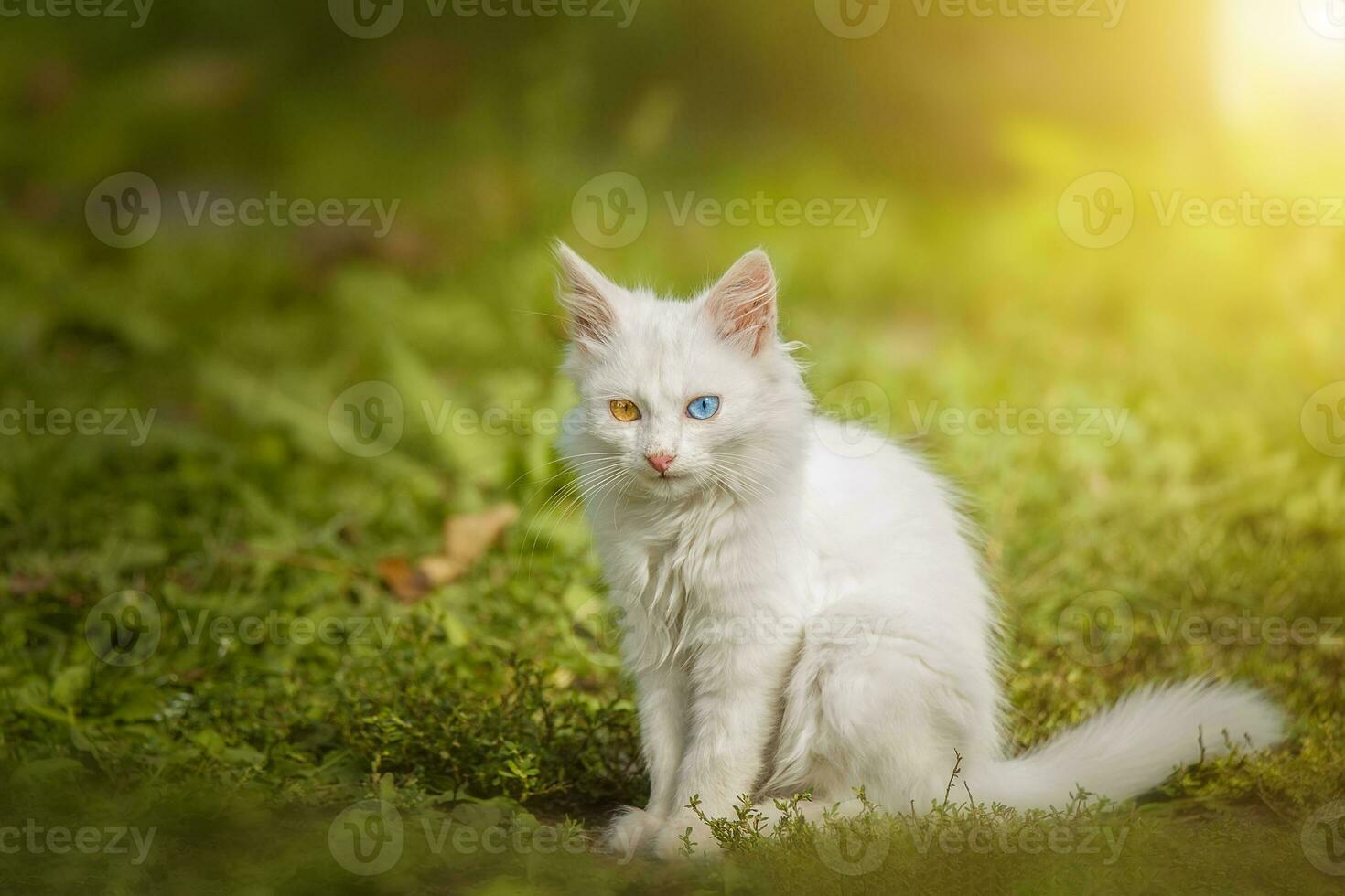 poco bianca gattino di Britannico gatto seduta su il erba foto