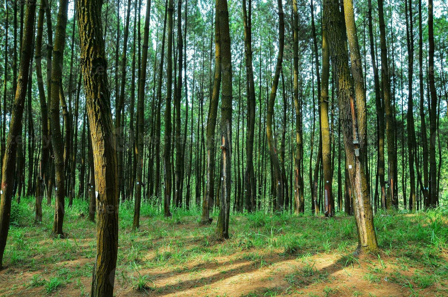 nongkojajar pino foresta, pasuruan, Indonesia foto