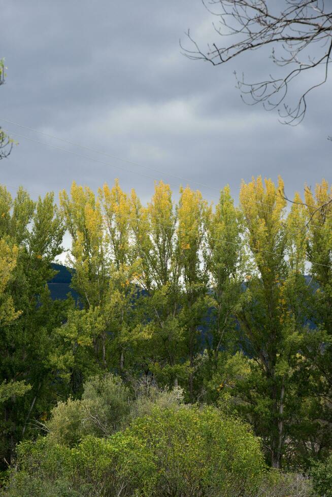 foresta nel autunno. giallo alberi nel un' riga foto