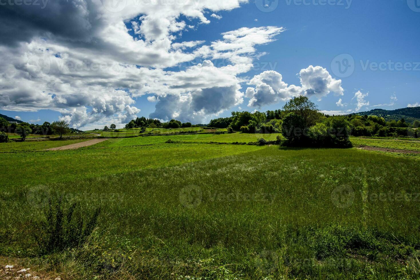 2023 8 6 rotzo alpino pascoli.jpg foto