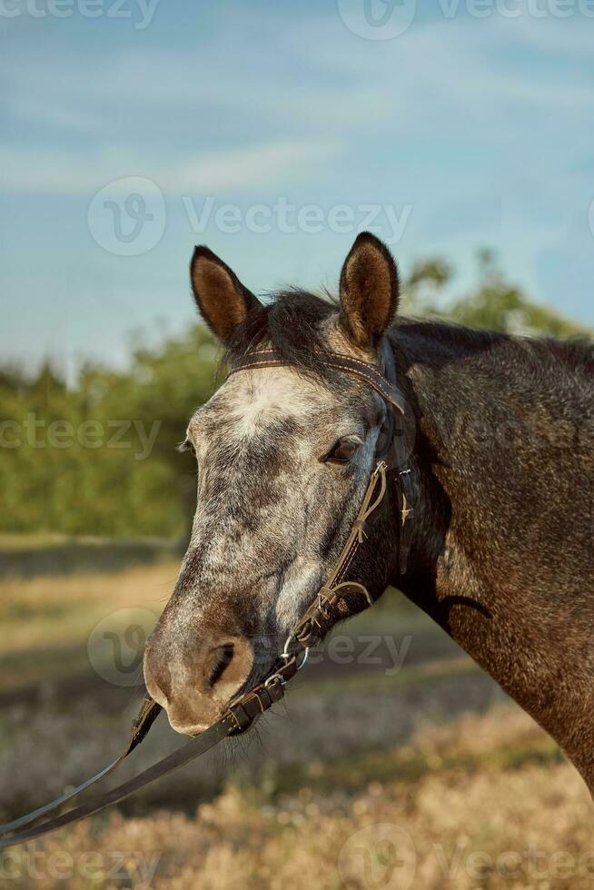 bellissimo Marrone cavallo, avvicinamento di bianca museruola, carino Guarda, criniera, sfondo di in esecuzione campo, recinto, alberi foto