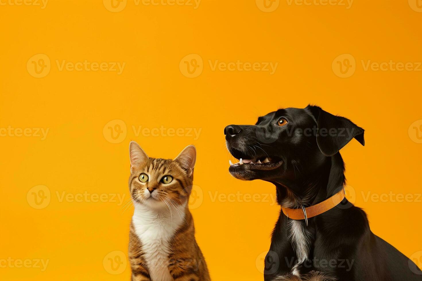 rosso soriano gatto e nero cane seduta insieme e guardare su. animali domestici su arancia sfondo, copia spazio. ai generato. foto