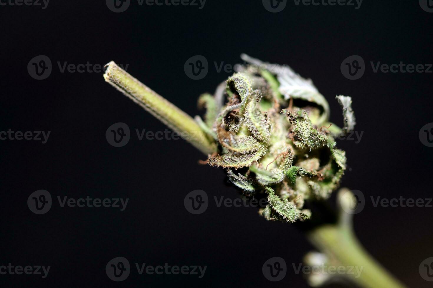 fresco medico marijuana isolato vicino su sfondo terapeutico canapa germoglio viola foschia botanico alto qualità grande dimensione immediato stampe azione fotografia foto