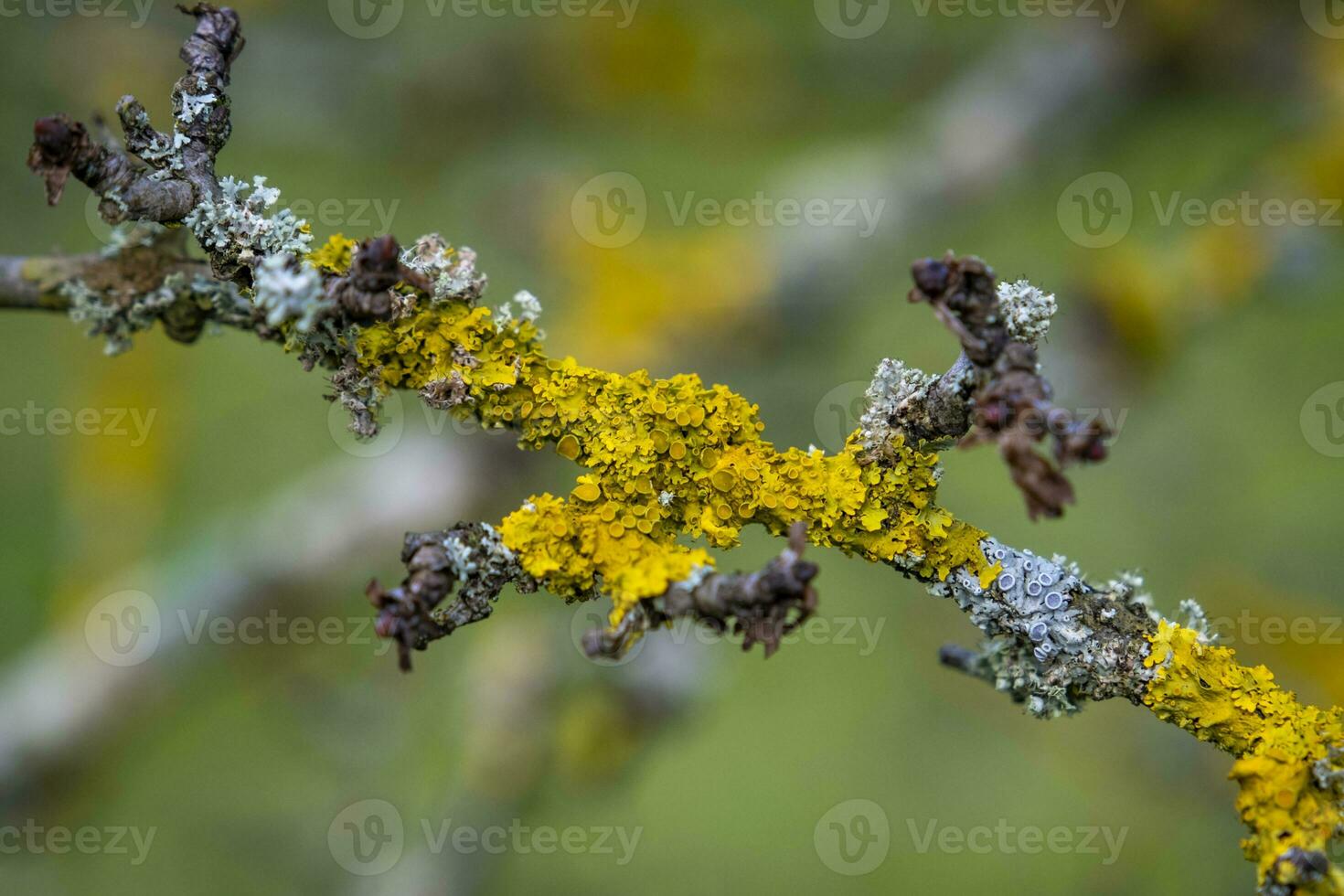 Questo foto mostrare colorato le foglie e vicino UPS di micro parti di impianti