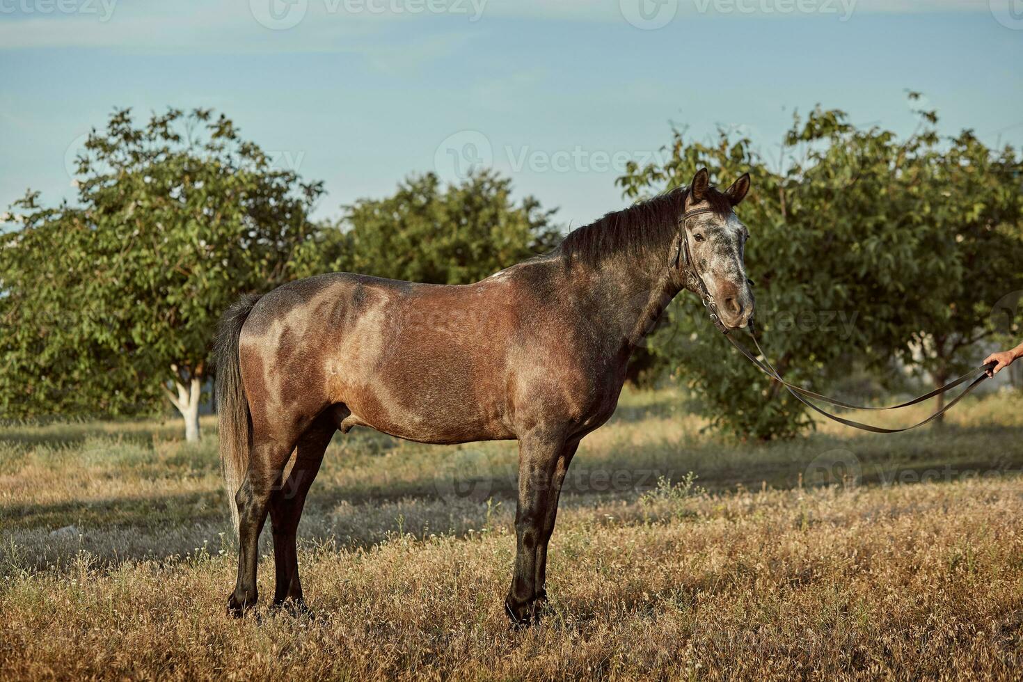 ritratto di baia cavallo nel estate su il campo foto