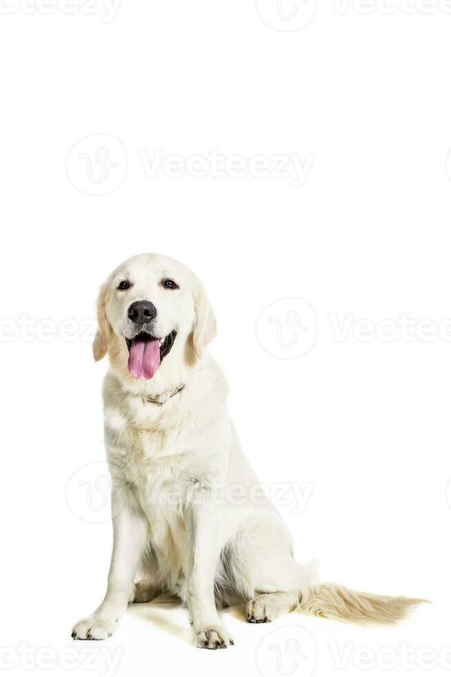 labrador cane da riporto su bianca sfondo foto