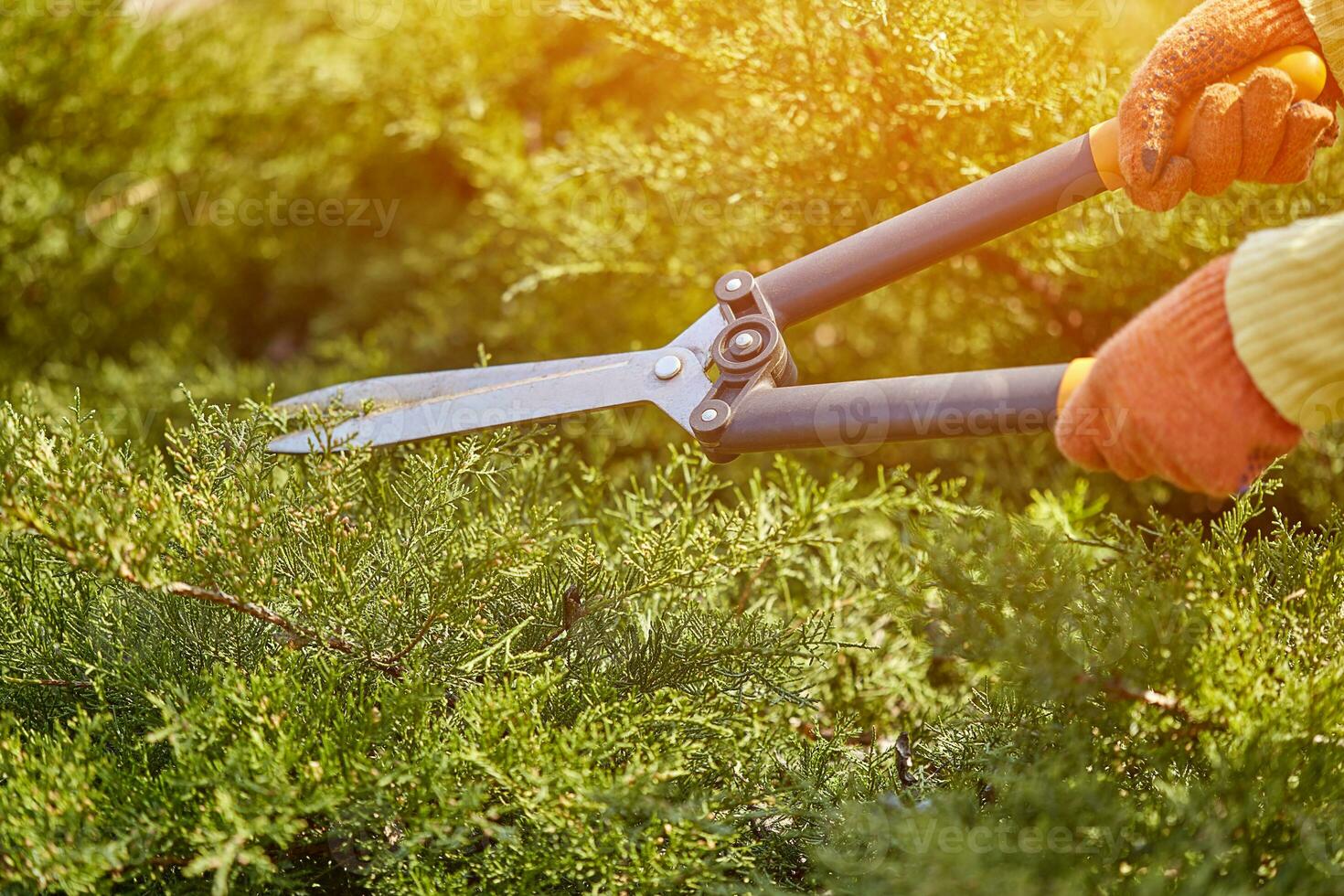 mani di giardiniere nel arancia guanti siamo Rifinitura il coperto di vegetazione verde arbusto utilizzando siepe cesoie su soleggiato Giardino dietro la casa. lavoratore paesaggio giardino. vicino su foto