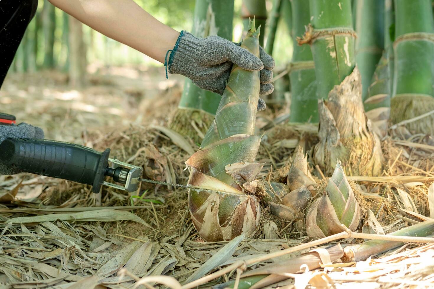 agricoltori mani siamo utilizzando un' motosega per raccogliere bambù germogli. foto