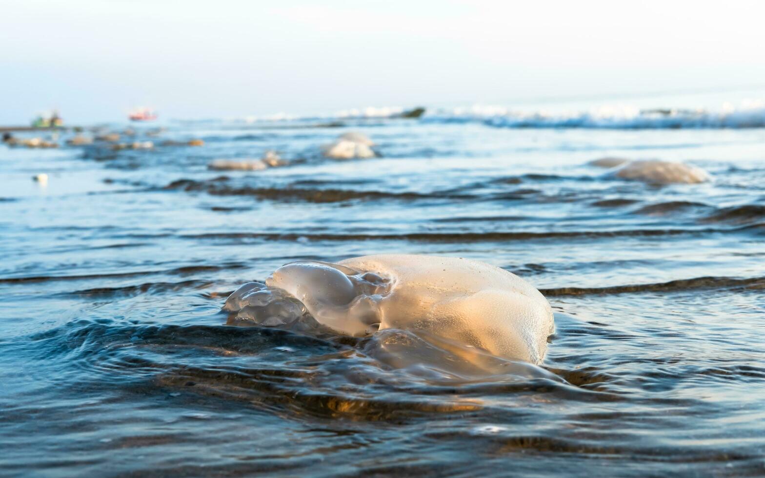 Medusa popolazione alla deriva per il spiaggia e perdente loro vite dovuto per ecologico, climatico e ambientale motivi foto