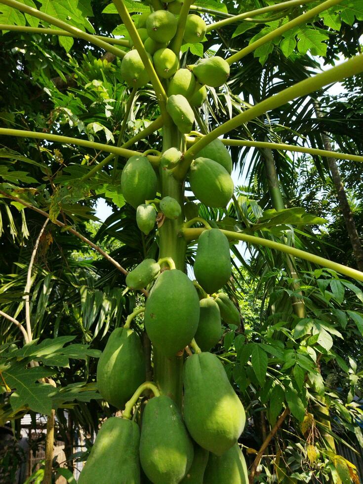 papaia è un' delizioso e molto benefico frutta per Salute. papaia è avanti di molti frutta nel condizioni di nutrienti. esso ha guarigione proprietà per molti malattie. papaia può essere mangiato tutti e due crudo e maturo. foto