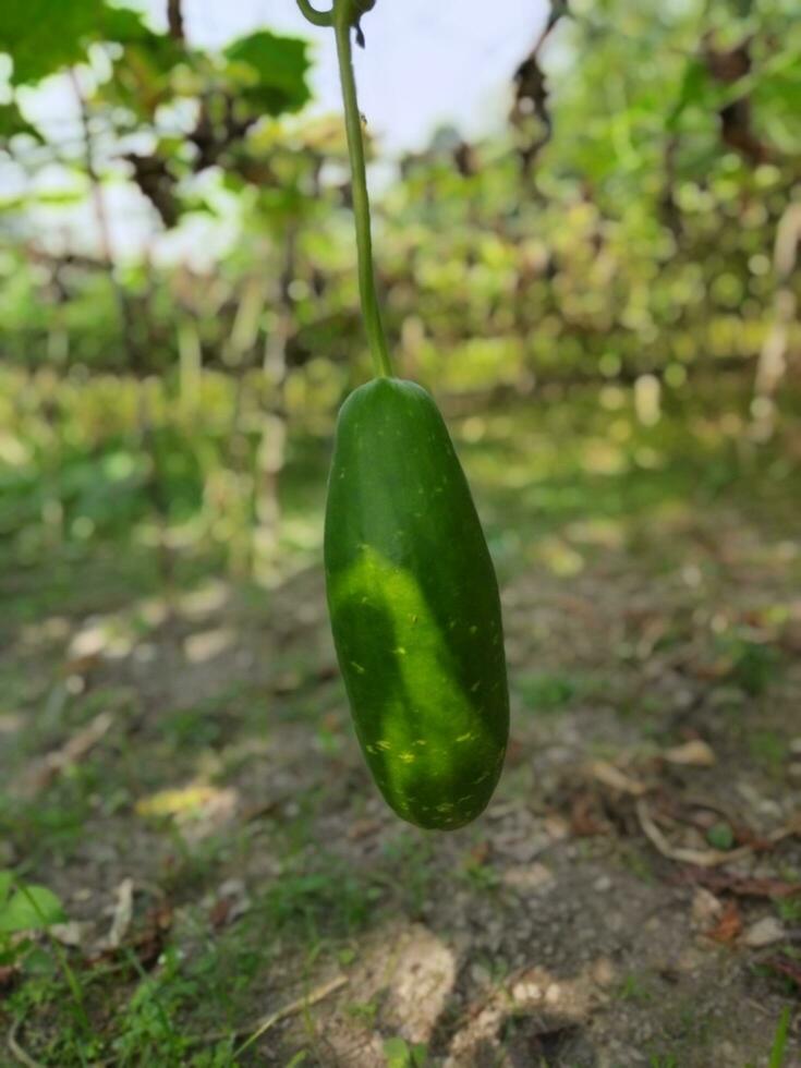 alcuni straordinario benefici di zucca.. pelle è stretto. dormire è profondo. controlli diabete. riduce il problema di stipsi. foto